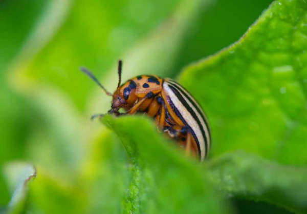Как защититься от колорадского жука